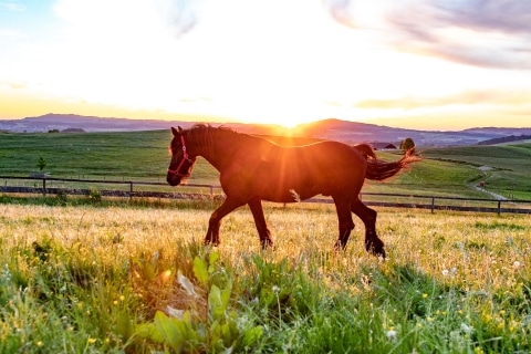Bimbo, a ló a naplementében