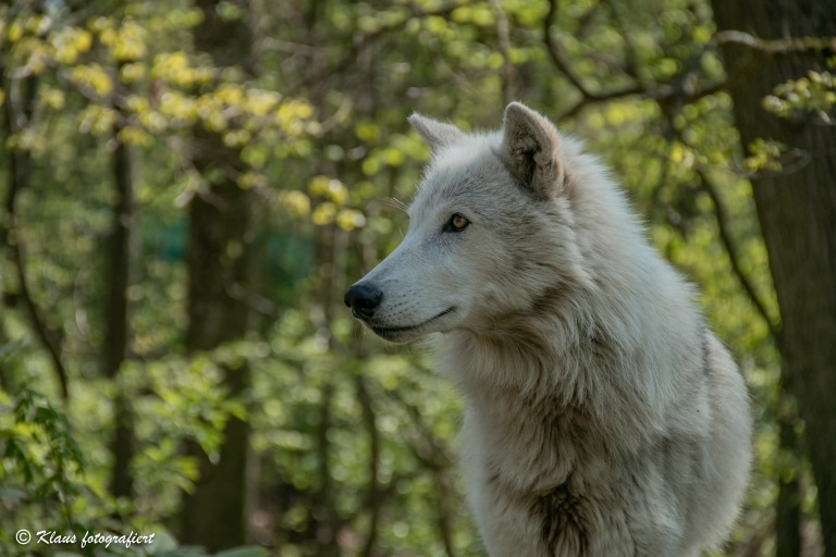 how long do wolf hybrids live