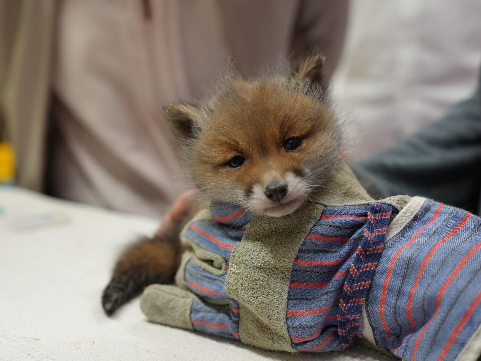 baby red fox pet
