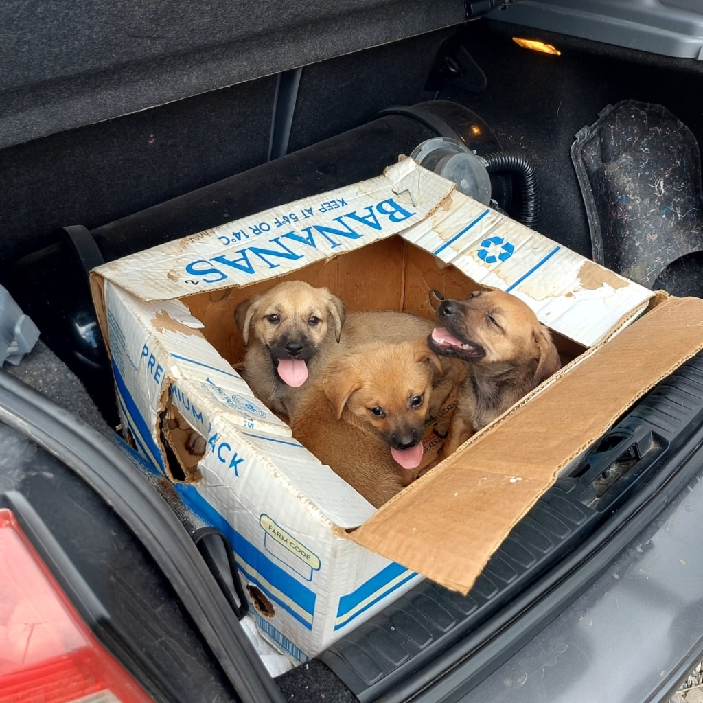 Cosmo, Cecil und Camy in einer Bananenschachtel im Auto