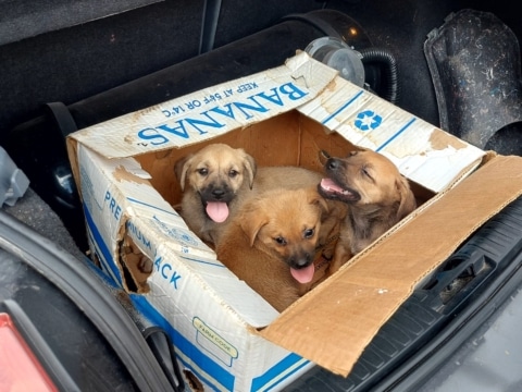 Cosmo, Cecil und Camy in einer Bananenschachtel im Auto