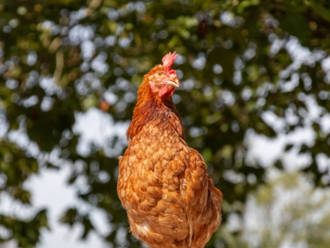 Huhn Sibylle steht auf einem Stein und sieht entspannt aus