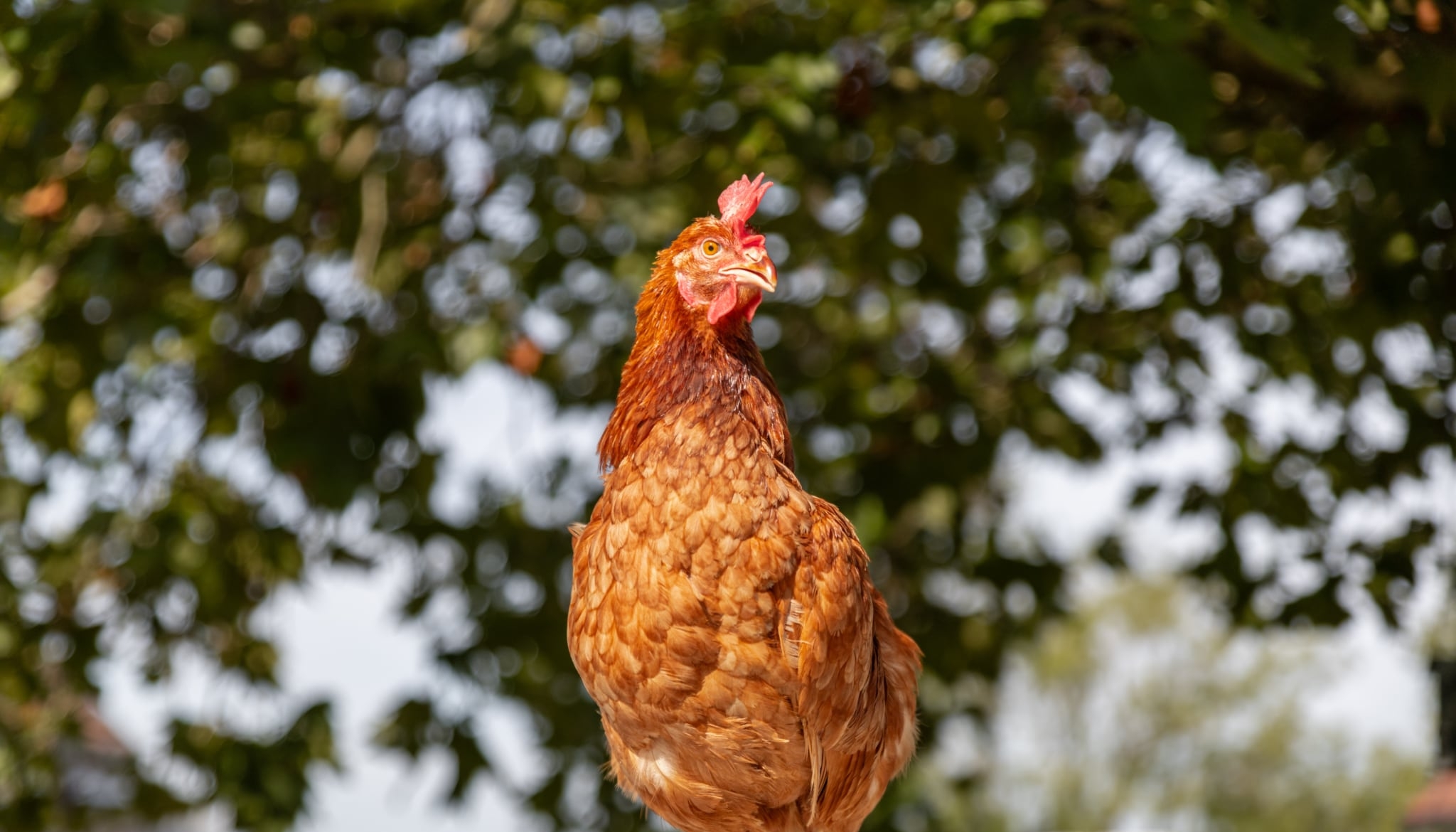 Huhn Sibylle steht auf einem Stein und sieht entspannt aus