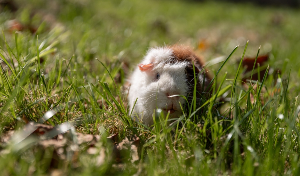 Meerschweinchen Forki im Grass