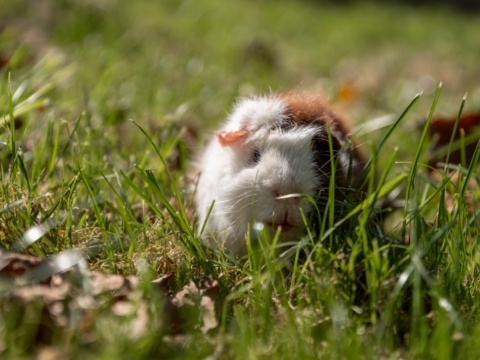 Meerschweinchen Forki im Grass